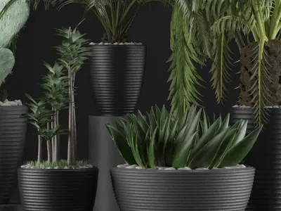 Plants Collection 25 3D model