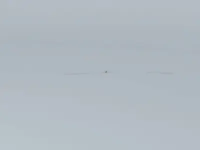 Surfing Skippy the Bush Kangaroo Free 3D model