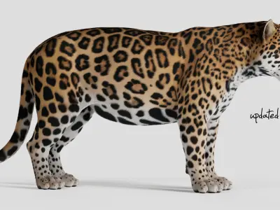 Jaguar For Production 3D model