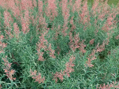 Agastache rupestris - Sunset Hyssop 3D model