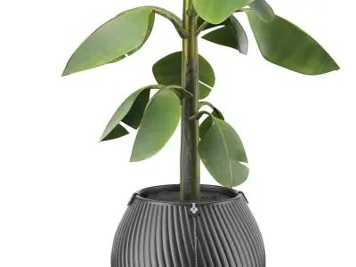 Flowerpot Banana 3D model