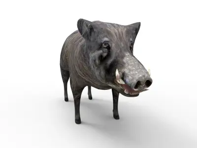 3D Boar Rigged 3D Models game ready Low-poly 3D model