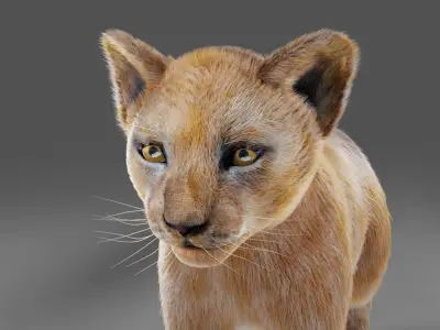 Fur Baby Lion NO Rigged in Blender  Low-poly 3D model