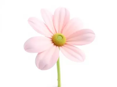 Pink Blossom Flower model pack Low-poly 3D model