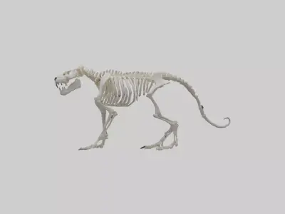 Tiger Skeleton model Low-poly 3D model