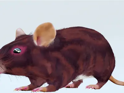 Realistic Mouse rat Low-poly 3D model