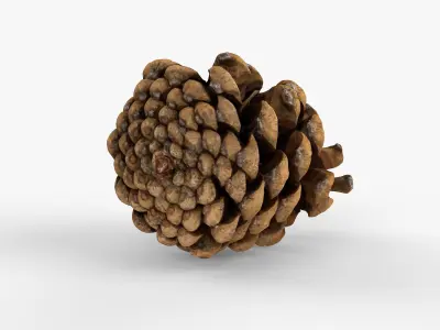 Photorealistic 3D scan of pine conifer cone Low-poly 3D model