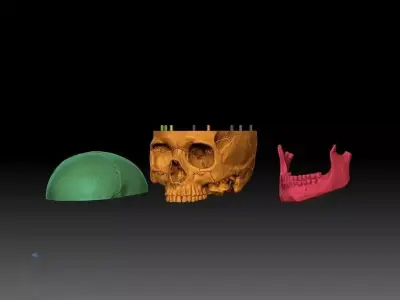 skull human 3D print model