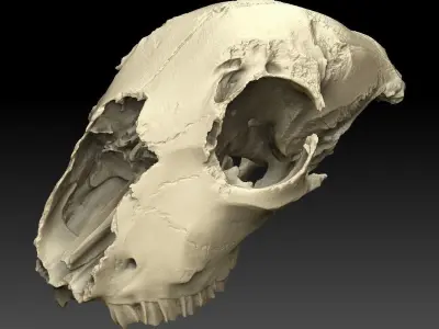 Lamb Skull Scan 3D model