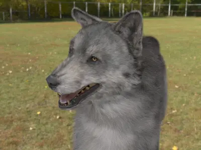 WOLF GREY 3D MODEL REALISTIC  RIGGED AND TEXTURE 3D model