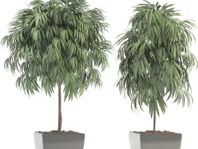 Ficus Alii 3D model