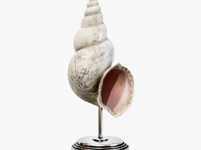 Sea shell decorative set 03 3D model