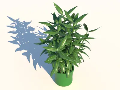 Dracaena bamboo plant in pot 3D model
