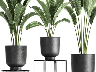 Banana palm in a pot for the interior 846 3D model