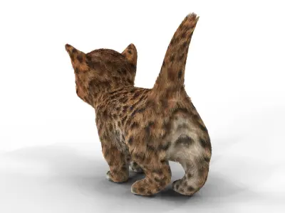 Cute kitten Fur Animated 02 Low-poly 3D model