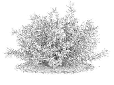 Thin Leaves Sedum Plant Sedum album 3D model