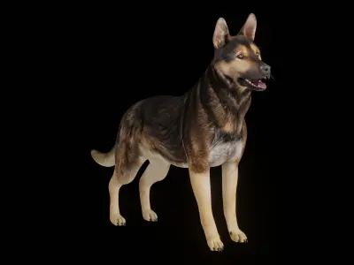 Shiloh Shepherd Dog Low-poly 3D model