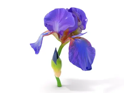 Vibrant Iris Flower model pack Low-poly 3D model