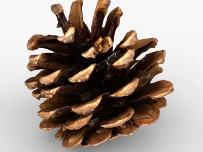 Photorealistic 3D scan of pine conifer cones Collection
