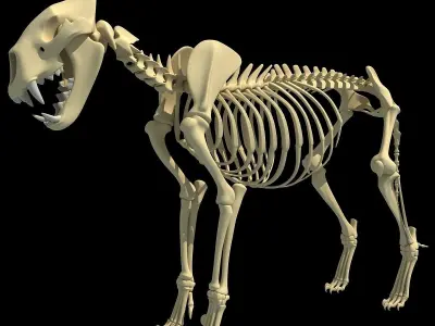 Lion Skeleton 3D model