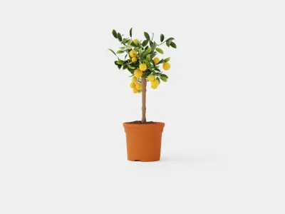 Citrus Calamondin stem Low-poly 3D model