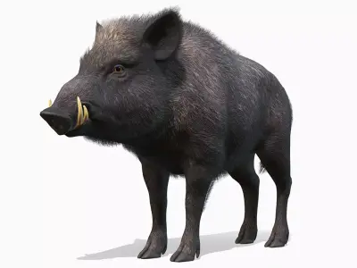 Wild Boar - Male Low-poly 3D model