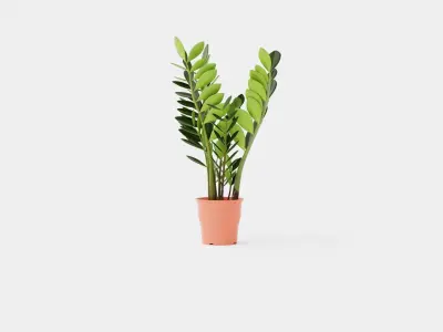 Zamioculcas zamiifolia Low-poly 3D model