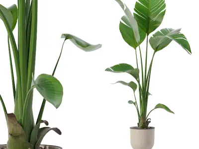 Strelitzia in modern flower pot 3D model