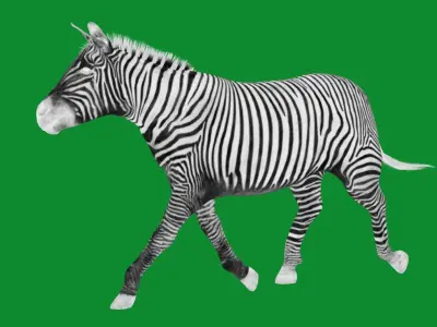 Imperial Zebra Low-poly 3D model