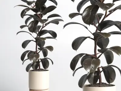 Indoor Outdoor plant 130 wood pots plants ficus rubbery 3D model