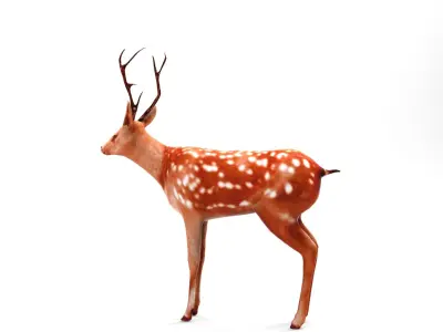 Deer Rigged Low-poly 3D model
