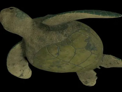 Sea turtle PBR rigged 3D model