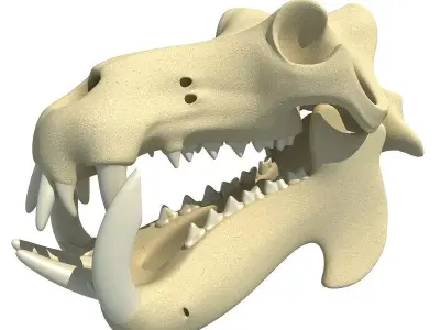 Hippo Skull  3D model