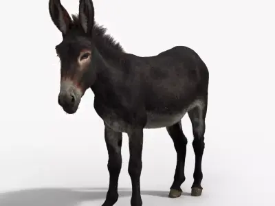 Donkey Summer with 2 Animations  VFX Grace 3D model