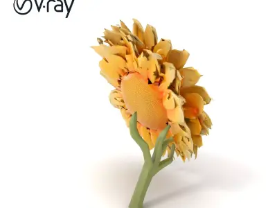 Chrysanthemum White Velvet Petals Model Pack Low-poly 3D model