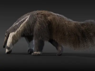 Giant Anteater Animated 3D model