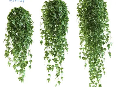 Set of 3 pots ivy models on the shelves 3D model