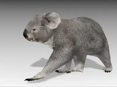 Koala Low-poly 3D model