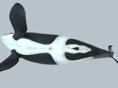 Killer whale rigged and animated for Cinema 4d Low-poly 3D model