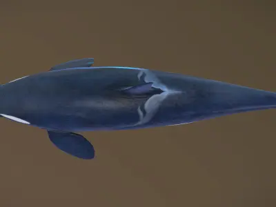 Killer Whale Type A female 3D model