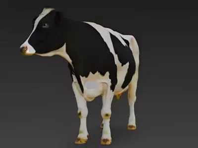 Holstein Cow 3D Model 3D model