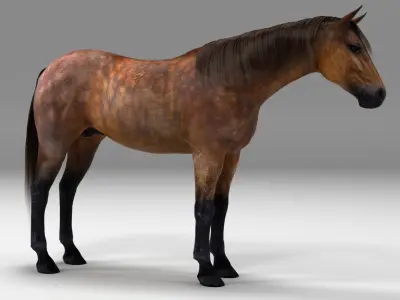 Maya horse bundle  3D model