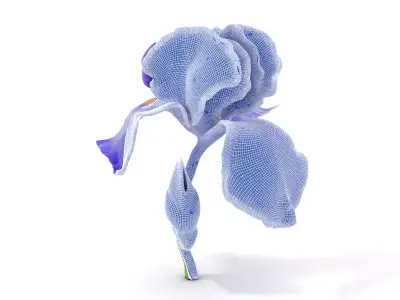 Vibrant Iris Flower model pack Low-poly 3D model