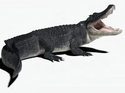 rigged realistic alligator Low-poly 3D model