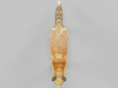 Red Fox Animals Low-poly 3D model