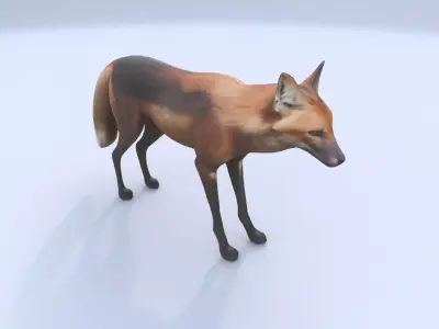 Maned Wolf 3D model