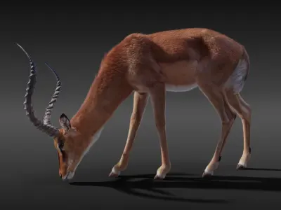 Impala Animated 3D model