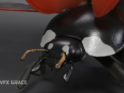 Ladybug Rig - MAYA 3D model