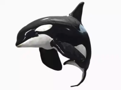Orca Whale Low-poly 3D model