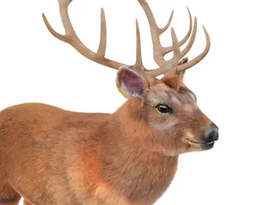 Fur Red stag Deer NO RIG Low-poly 3D model